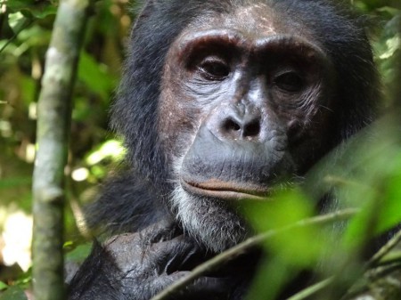 Safari Ouganda, gorille