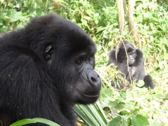 Safari Ouganda, gorilles