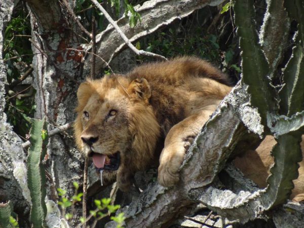 Safari Ouganda, Lion Ishasha