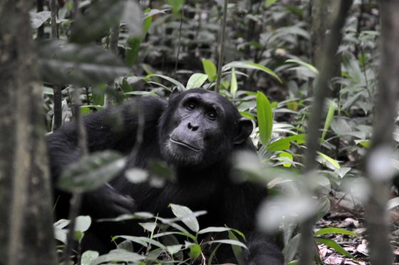 Safari Rwanda, Chimpanzé
