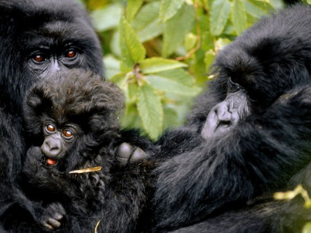Safari Rwanda, gorilles