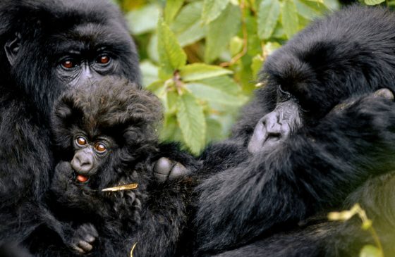 Safari Rwanda, gorilles