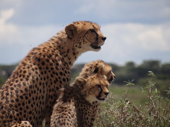 Safari Tanzanie, Ndutu