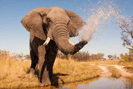 Safari sur mesure au Botswana