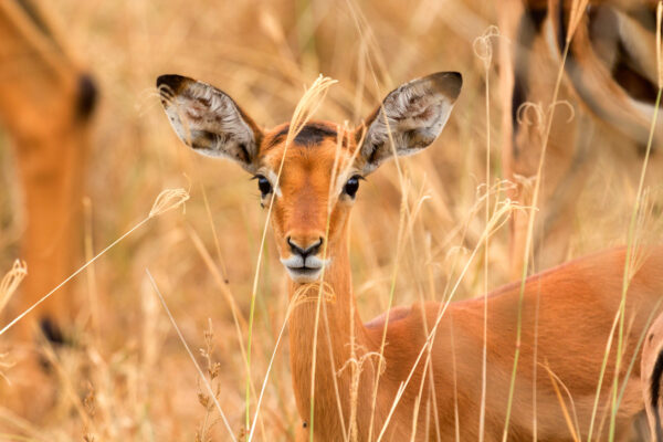 Safari en Tanzanie, safari sur mesure