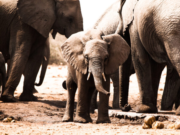 Safari en Tanzanie, agence locale