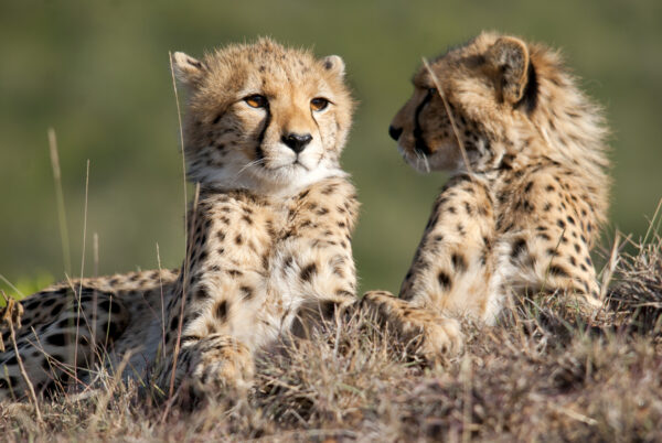 Safari en Tanzanie, réceptif en Tanzanie