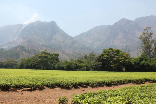 Voyage au Malawi, Mulanje