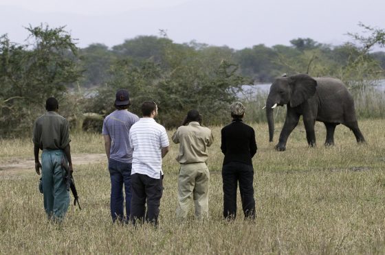 Safari au Malawi, éléphant