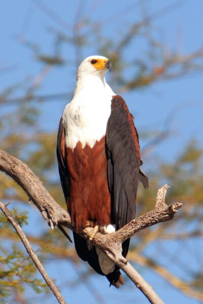 Safari au Malawi, oiseau