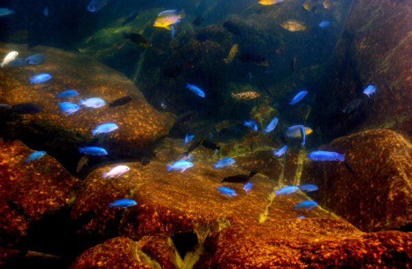 Plongée Lac malawi