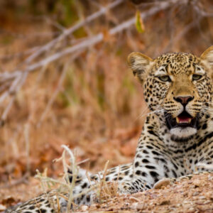 Combiné Zambie et Malawi