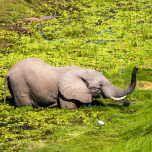 Safari en Zambie, South Luangwa