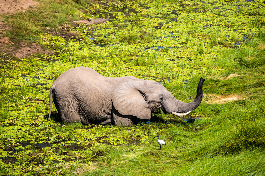 Safari en Zambie, South Luangwa