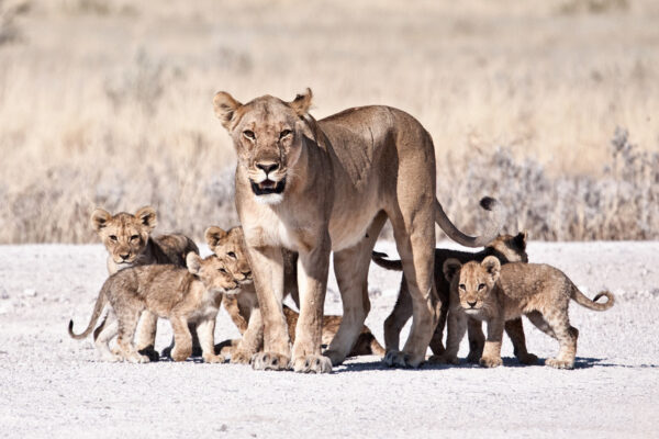 Safari en Namibie, Etosha