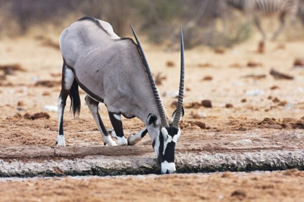 Safari en Namibie, Oryx