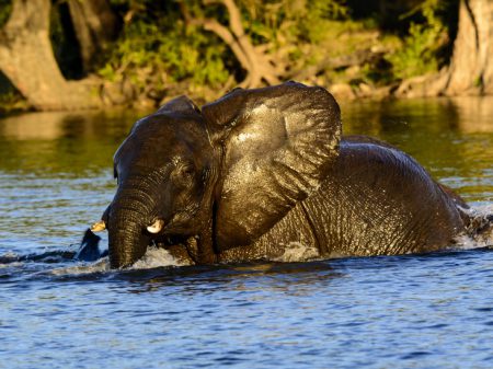 Safari au Botswana - Chobe