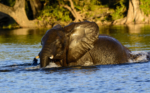 Safari au Botswana - Chobe