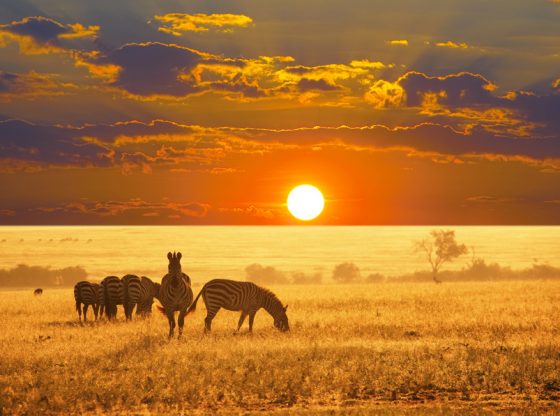 Safari en Namibie, zèbre