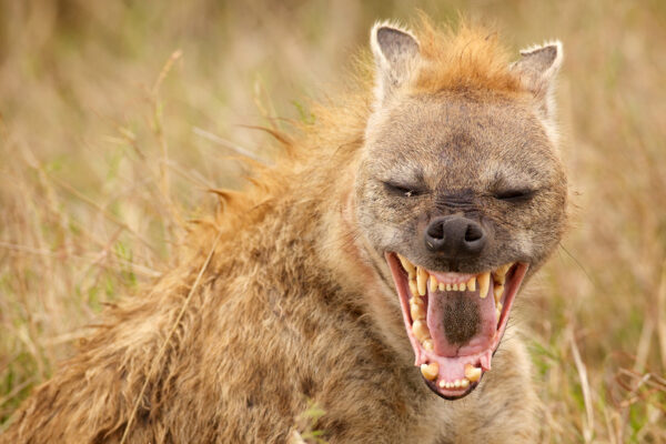 Safari en Zambie