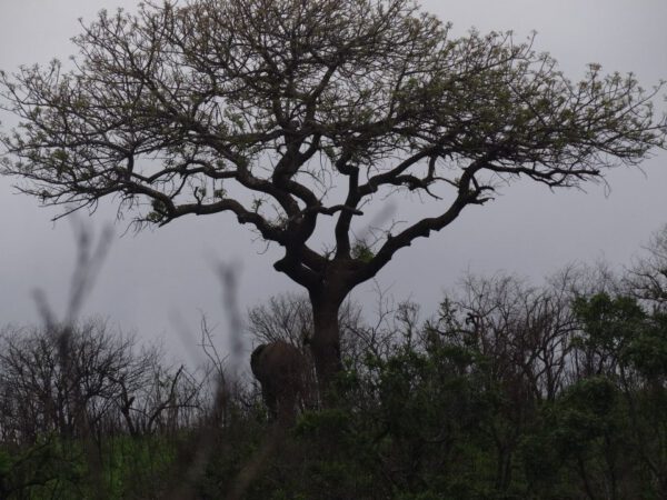 Safari Afrique du Sud, Hluhluwe