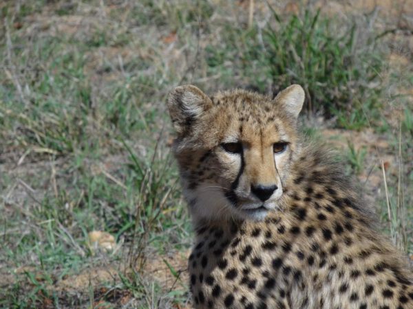 Safari afrique du Sud, Parc Kruger