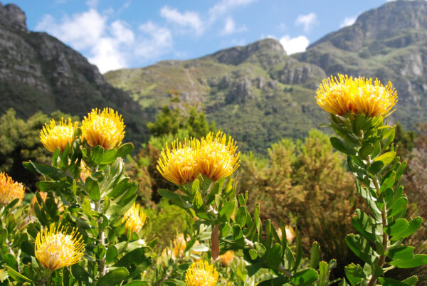 Voyage Cape Town, Kirstenbosch