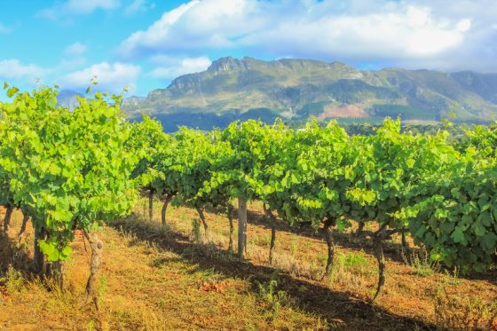 Voyage Afrique du Sud, Route des vins