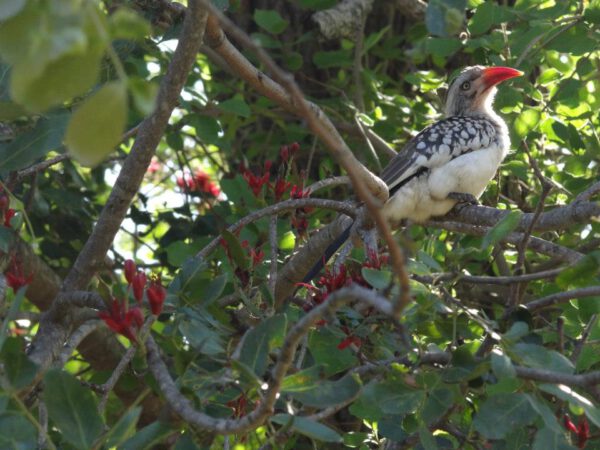 Safari Afrique du Sud, oiseau