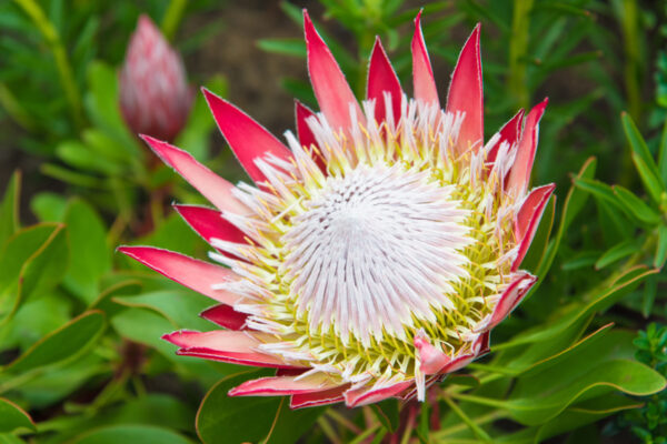 Voyage Afrique du Sud, Kirstenbosch