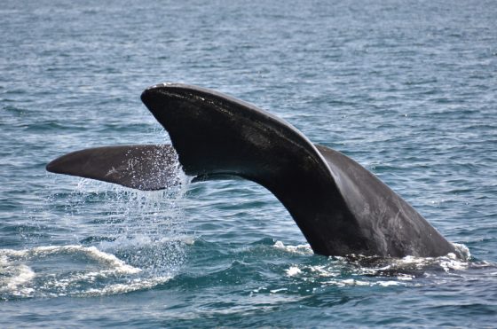 Voyage Afrique du Sud, baleines Hermanus