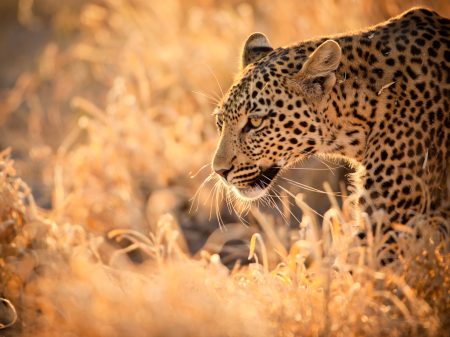 Safari Afrique du Sud - Léopard