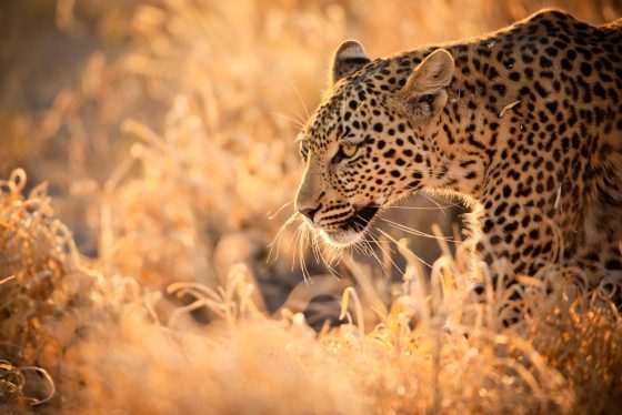 Safari Afrique du Sud - Léopard