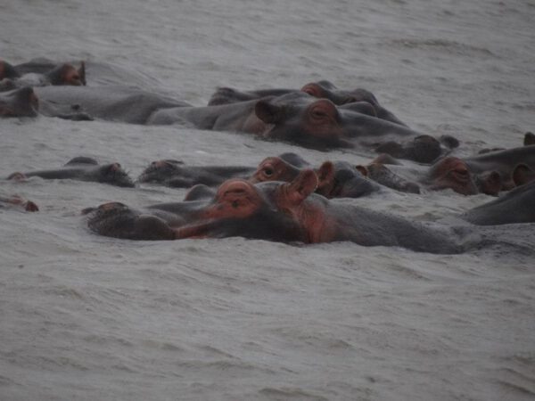 Safari Afrique du Sud, Sainte Lucie