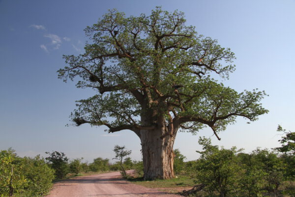 Safari en Afrique du Sud. Parc National Mapungubwe