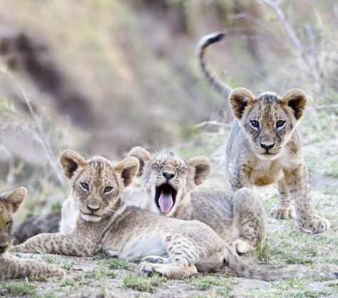 Safari Afrique du Sud, Lionceaux