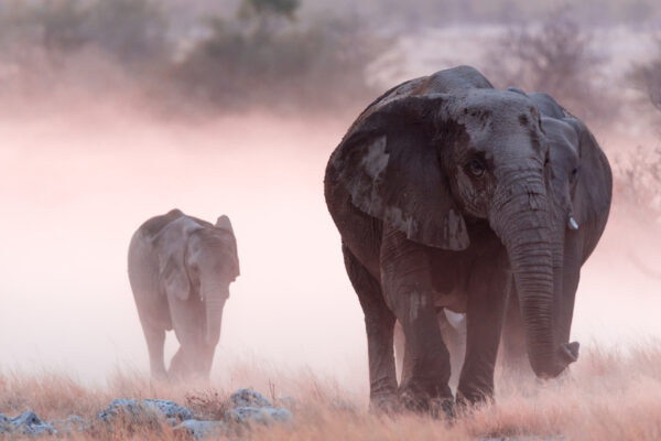 Safari en Afrique