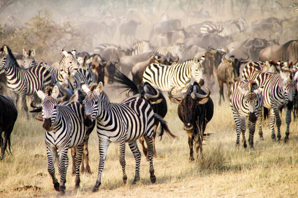 Safari en Tanzanie, la migration des gnous