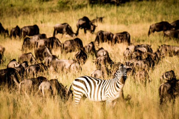 la grande migration des gnous en Tanzanie