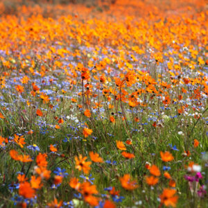 Fleurs du Namaqualand