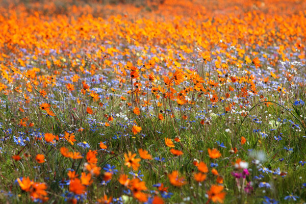 Fleurs du Namaqualand