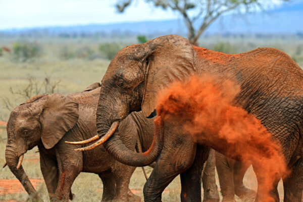 Eléphants tsavo est