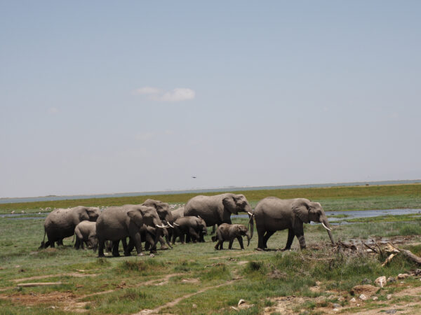 Safari au Kenya, Amboseli