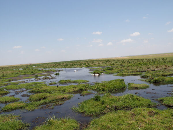 Amboseli, Kenya