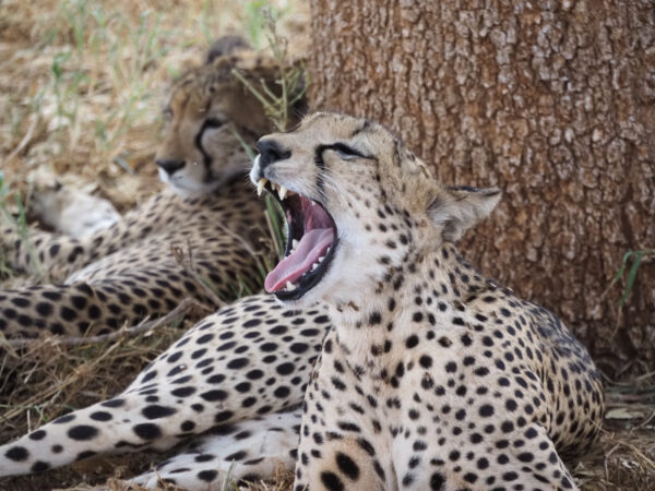Safari dans Tsavo Est