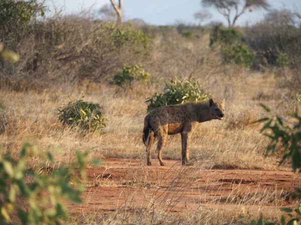 Safari Tsavo est
