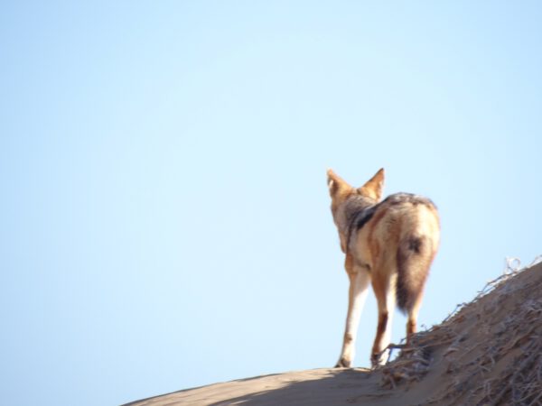 Guidé – L’essentiel de la Namibie en privatif avec guide francophone