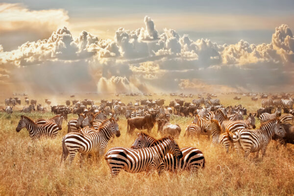 Safari sur mesure en Tanzanie