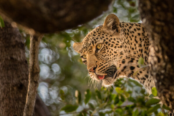 Voyage en Afrique du Sud