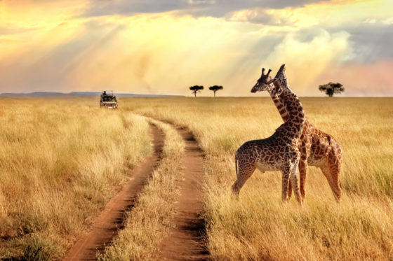 Safari photo au Kenya